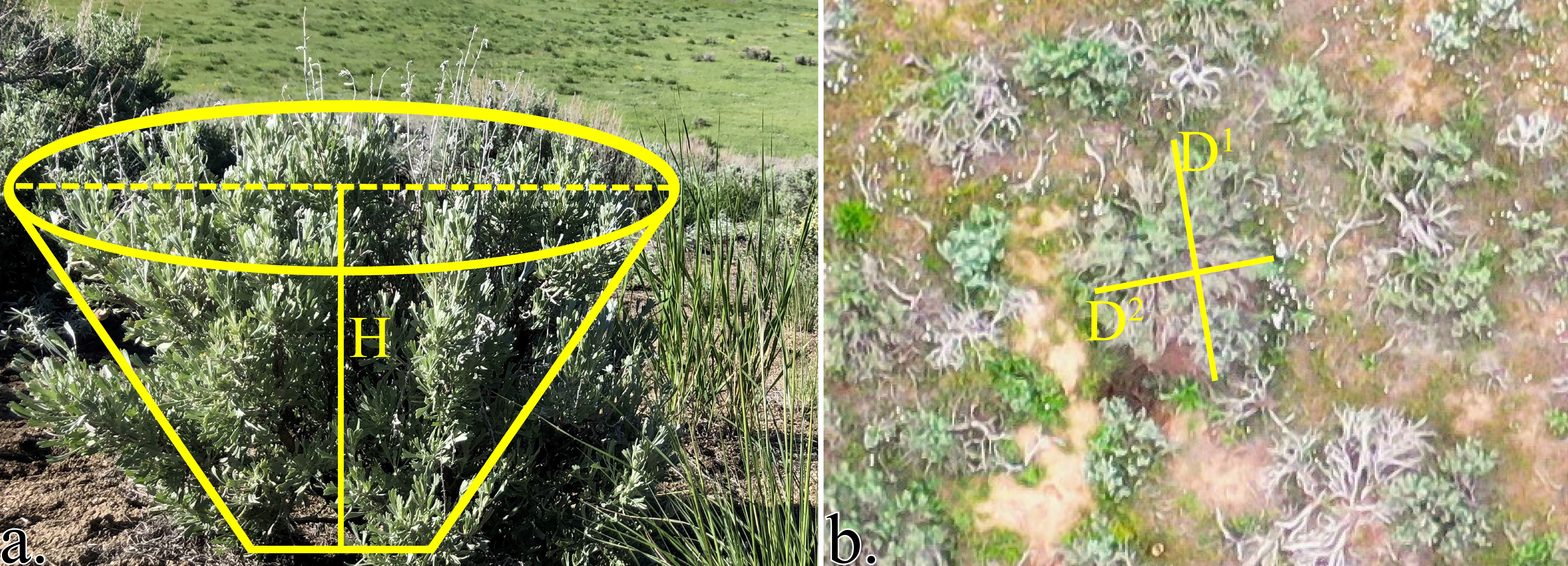 field-based shrub canopy volume measurement